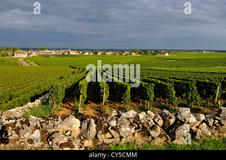 Weinberg von Puligny Montrachet.Cote d ' or. Burgund. Frankreich. Europa Stockfoto