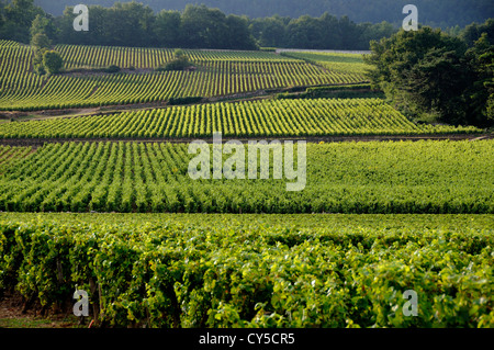 Route des Grands Crus, Meursault, Weinberg Cotes de Beaune, Cote d ' or, Frankreich, Europa Stockfoto