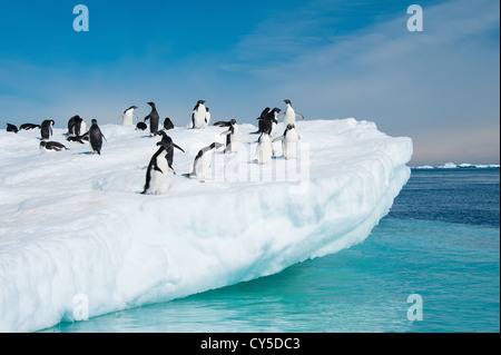 Adelie-Pinguine springen aus Eisberg, Antarktis Stockfoto