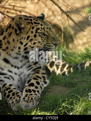 Amur-Leopard am Boden liegend und Knurren Stockfoto