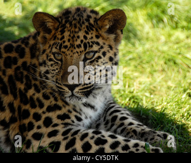 Nahaufnahme der junge Amur-Leopard Stockfoto