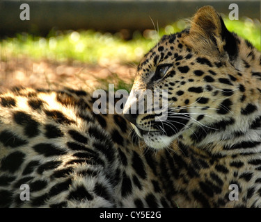 Nahaufnahme der Amur Leopard liegend Stockfoto