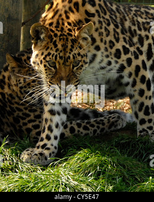 Zwei Amur Leoparden ist Vordergrund Leoparden Knurren. Stockfoto