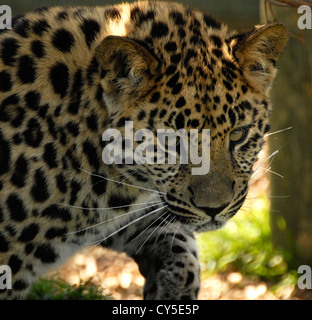 Amur-Leopard hautnah zu Fuß und die Kamera auf Stockfoto