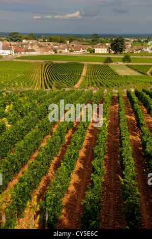 Weinberg vor dem Dorf Meursault, Weinstraße Burgund, Cote d'Or, Bourgogne Franche Comte, Frankreich, Europa Stockfoto