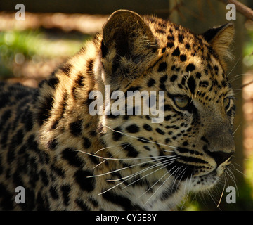 Amur-Leopard hautnah Stockfoto