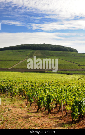 Berühmte Grand Cru und erstklassige Cru Weinberge von Aloxe Corton. Cote de Beaune. Burgunder. Bourgogne Franche Comte. Frankreich Stockfoto