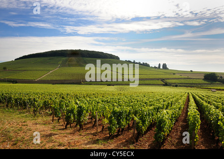 Weinberg, Frankreich - Grand Cru und premier Cru Weinbergen Corton Weine in Aloxe-Corton, Côte de Beaune, Burgund, Frankreich Stockfoto