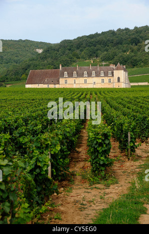 Weinberg Chateau du Clos de Vougeot, Cote d'Or, Bourgogne Franche Comte, Frankreich, - Stockfoto