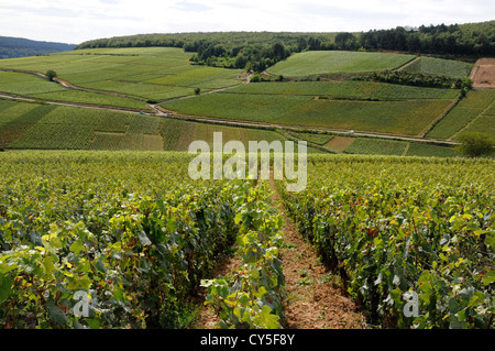 Cotes de Beaune Weinberg, Cote d'Or, Bourgogne Franche Comte, Frankreich, Europa Stockfoto