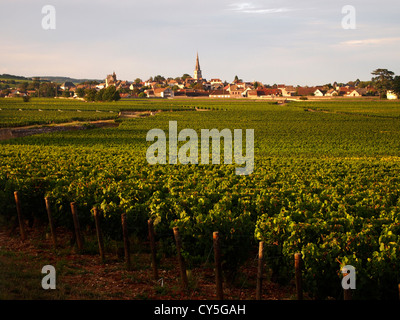 Weinberg vor dem Dorf Meursault, Weinstraße Burgund, Cote d'Or, Bourgogne Franche Comte, Frankreich, Europa Stockfoto