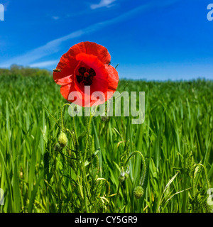 Hellroter Mohn, hoch in einem leuchtenden grünen Feld unter klarem blauen Himmel. Auvergne. Frankreich. Stockfoto