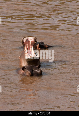 3 Nilpferde (Hippopotamus Amphibius) im Wasser und 1 mit seinem Mund öffnen über die Masai Mara National Reserve, Kenia, Ostafrika. Stockfoto