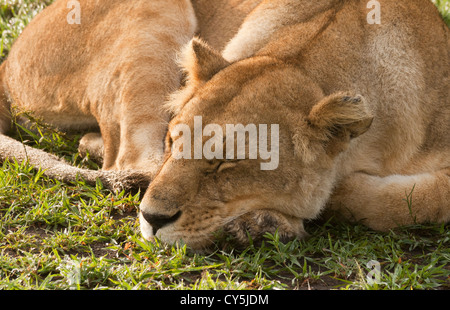 Eine junge weibliche Löwe (Panthera Leo) schlafend auf den Sumpf in der Masai Mara National Reserve, Kenia, Ostafrika, Africa. Stockfoto