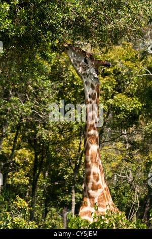 Ein Masai-Giraffe (Giraffa Plancius Tippelskirchi) erreichen für Blätter von einem Baum auf der Masai Mara National Reserve, Kenia Stockfoto