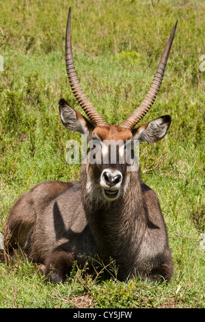 Ein Defassa-Wasserbock (Kobus Ellipsiprymnus) eine große Antilope, sitzen in der Sonne auf die Masai Mara, Kenia, Ostafrika. Stockfoto