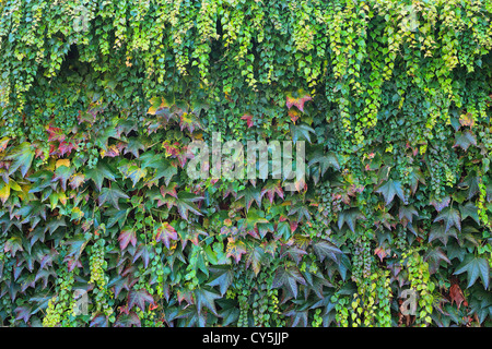 Buntes Herbstlaub Parthenocissus Tricuspidata japanische Schlingpflanze, Boston-Efeu, Grape Efeu, Japanisch Ivy woodbine Stockfoto