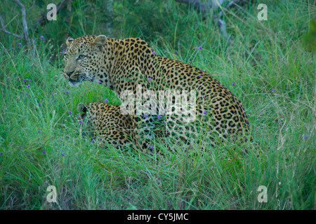 Leoparden der Krüger Park, Südafrika Stockfoto