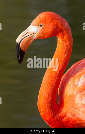 Nahaufnahme von einem amerikanischen Flamingo (Phoenicopterus Ruber), soft-Fokus Wasser Hintergrund Stockfoto