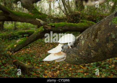 Porzellan-Pilz Oudemansiella Mucida wachsen auf einer gefallenen Birke in Cornish Wald Stockfoto