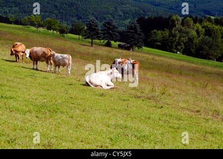 einige alpine Kühe auf der Weide im Sommer Stockfoto