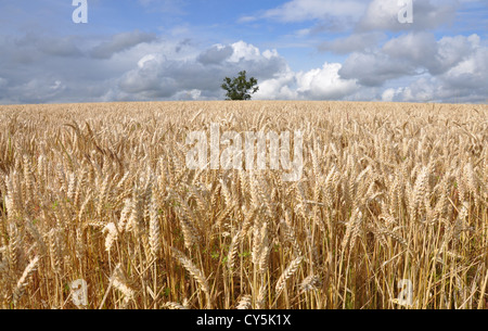 Einsamer Baum in Reifen Weizenfeld im britischen Sommer mit einer dramatischen Sommerhimmel Stockfoto