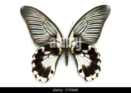 Schmetterling-Serie - selten schöne Schmetterling isoliert auf weißem Hintergrund Stockfoto