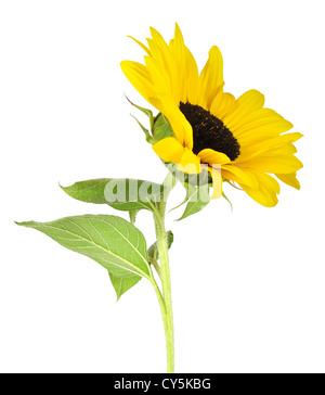 Schöne Sonnenblumen isoliert auf weißem Hintergrund Stockfoto