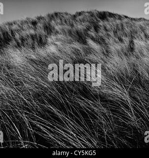 Dune Grass, Murlough Bay, Co Down, Nordirland Stockfoto