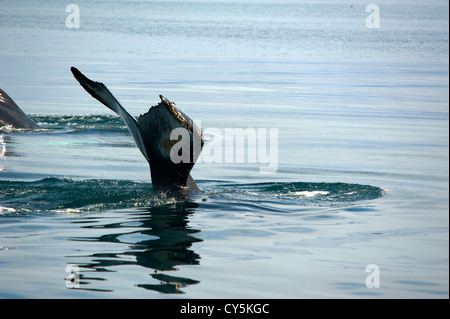 Wals Schweif, Husavik Island Stockfoto