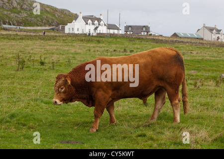Limousin Stier (Bos taurus). Inländische kontinentale Rasse, die aus Südfrankreich in die Regionen des Limousin und Marche. Stockfoto
