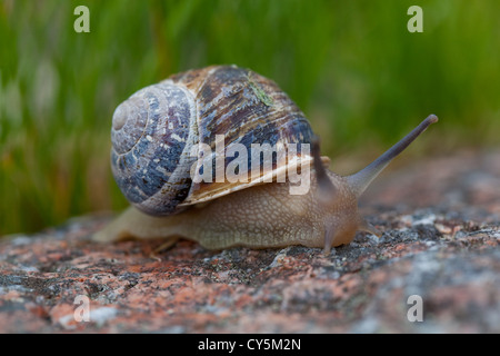 Garten-Schnecke (Helix Aspersa). Auf Granitfelsen. Tentakeln erweitert. Iona. Inneren Hebriden, Westküste Schottlands. Stockfoto