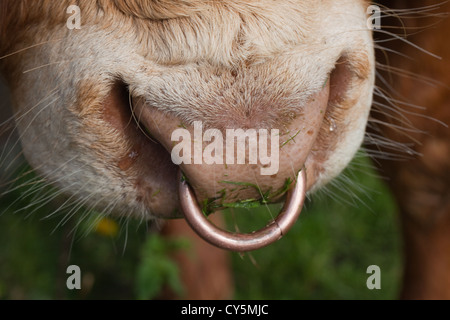 Messing-Nasenring auf einem Limousin-Stier (Bos Taurus). Eingefügte und linken dauerhaft zwischen den Nasenlöchern. Stockfoto