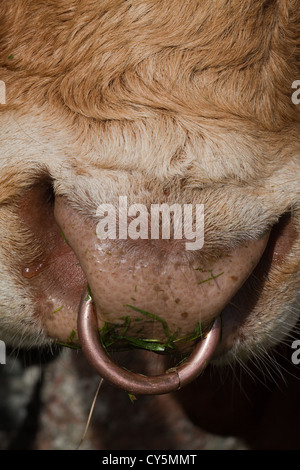 Messing-Nasenring auf einem Limousin-Stier (Bos Taurus). Eingefügte und linken dauerhaft zwischen den Nasenlöchern. Stockfoto