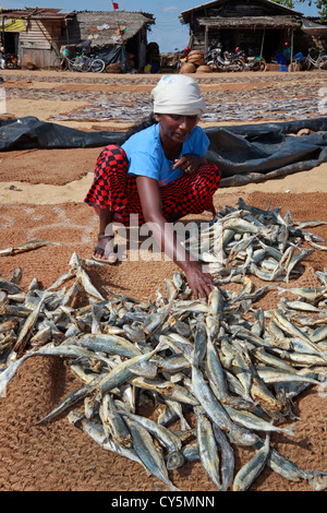 Einheimische Frau Sortierung getrockneter Fisch auf dem Fischmarkt, Negombo, Sri Lanka Stockfoto