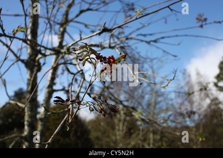 Rote Beeren auf einem Baum gegen blauen Herbsthimmel Stockfoto