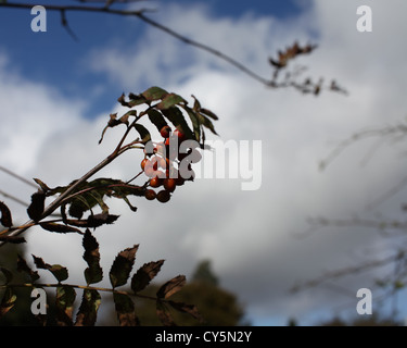 Beeren auf einen Baum, Feuerdorn (Pyracantha), Landschaft, England Stockfoto