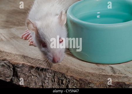 Junge Albino weiße Ratte Rattus Norvegicus. Stockfoto