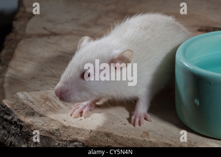 Junge Albino weiße Ratte Rattus Norvegicus. Stockfoto