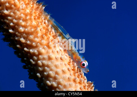 Korallen Grundel Bryaninops Yongei auf einem Draht Coral Cirrhipathes Leutkeni Draht Stockfoto