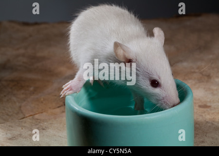 Junge Albino weiße Ratte Rattus Norvegicus. Trinken aus einer Wasserschale. Stockfoto