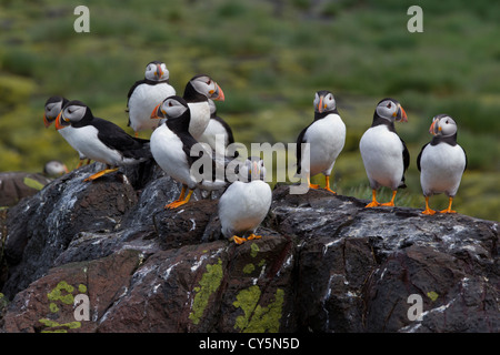 Puffin, Fratercula Arctica Gruppenbild auf den Farne Islands Stockfoto