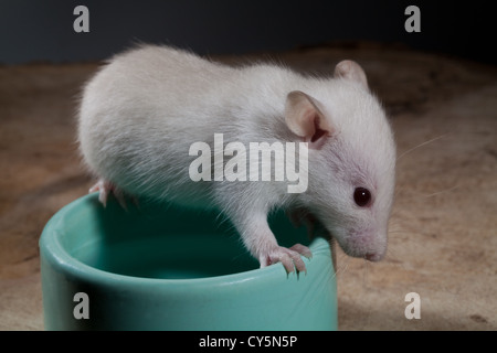 Junge weiß oder Albino Ratte (Rattus Norvegicus). Haustiere erlaubt, mit Blick auf eine Wasserschale. Stockfoto