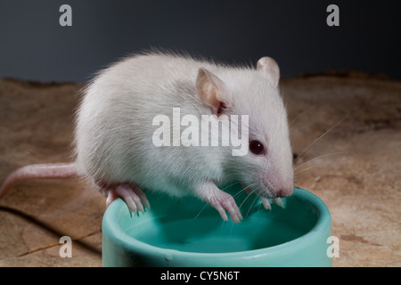 Junge weiß oder Albino Ratte (Rattus Norvegicus). Haustier, Balanceakt am Rande einer Wasserschale. Stockfoto
