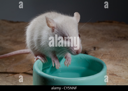 Junge weiß oder Albino Ratte (Rattus Norvegicus). Haustier, sitzen auf dem Rand des eine Wasserschale mit Schweif als Gegengewicht. Stockfoto