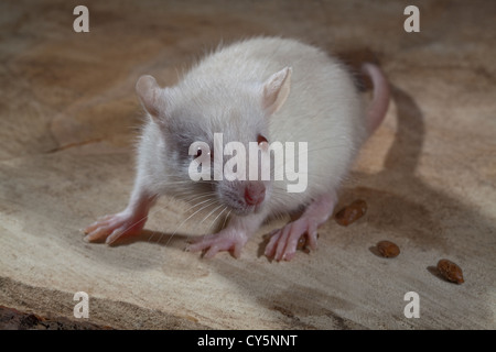 Junge weiß oder Albino Ratte (Rattus Norvegicus). Kot oder Fäkalien Pellets neben. Stockfoto