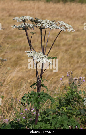 Bärenklau oder Pastinake Kuh (Heracleum Sphondylium). Pflanzen Sie in Blüte, Juli. Norfolk. Stockfoto