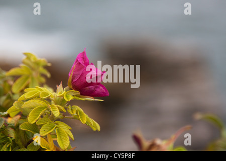 Detail einer lila wild rose Blüte auf einer Klippe in der Nähe von Portland, Maine. Stockfoto