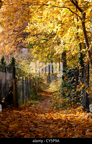 Wanderweg führt durch ein Wohngebiet in Berlin, Deutschland, ist im Herbst in leuchtend gelben Laub bedeckt. Stockfoto