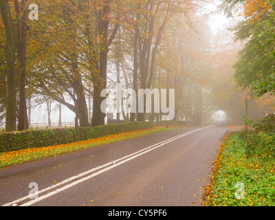 Ein Nebel Landstraße mit Buchenwäldern anzeigen Herbstfärbung. Stockfoto